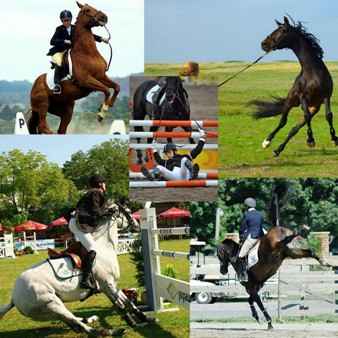 Difficult horses